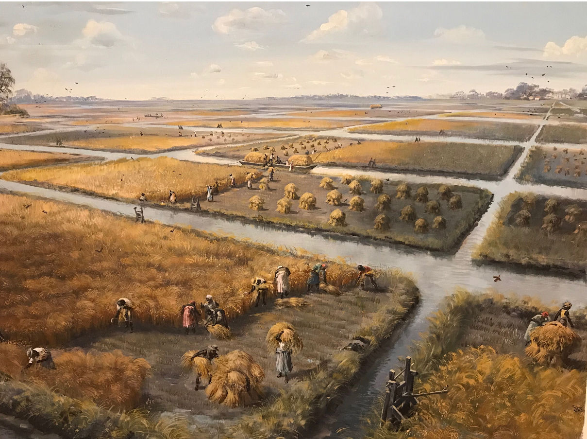 Rice fields of the Santee Delta (copy)